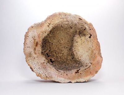 Tietea singularis - Araguaína, Tocantins, Maranhão, Brazílie